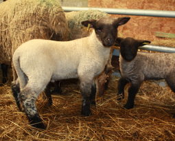 Moutons