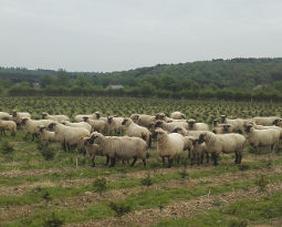 Moutons