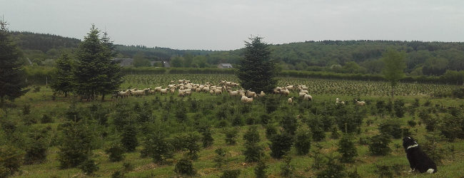 Moutons