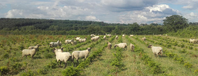 Moutons