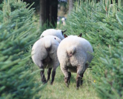 Moutons