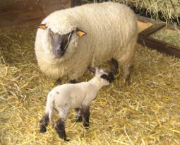 Moutons