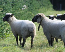 Moutons