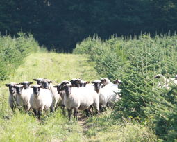 Moutons