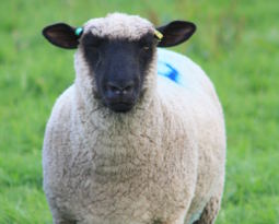 Moutons