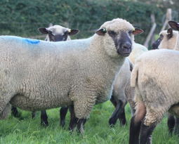 Moutons