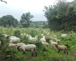 Moutons
