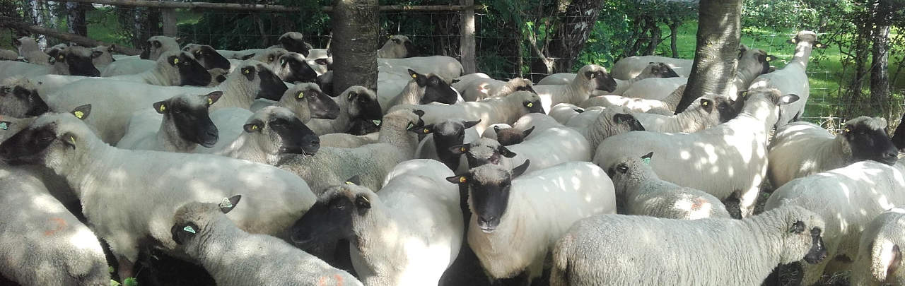 Nos moutons